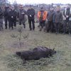 Polowanie zarządów 2015
